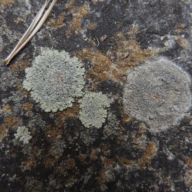 Lichens on cement