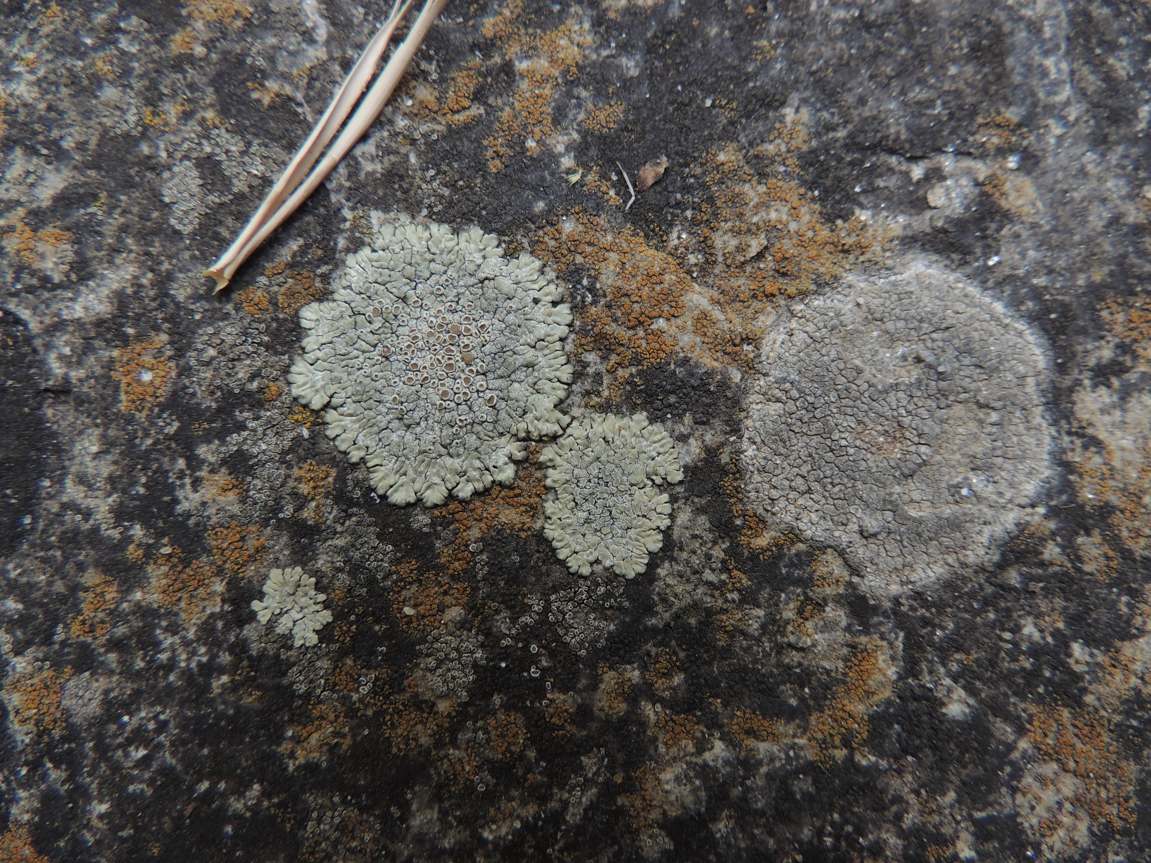 Lichens on cement