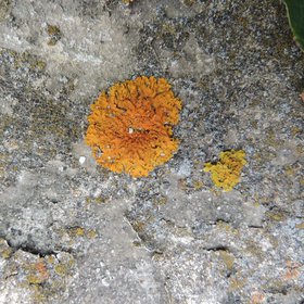 Lichen on cement