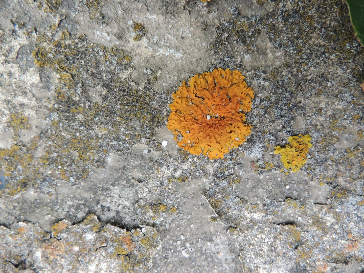 Lichen on cement