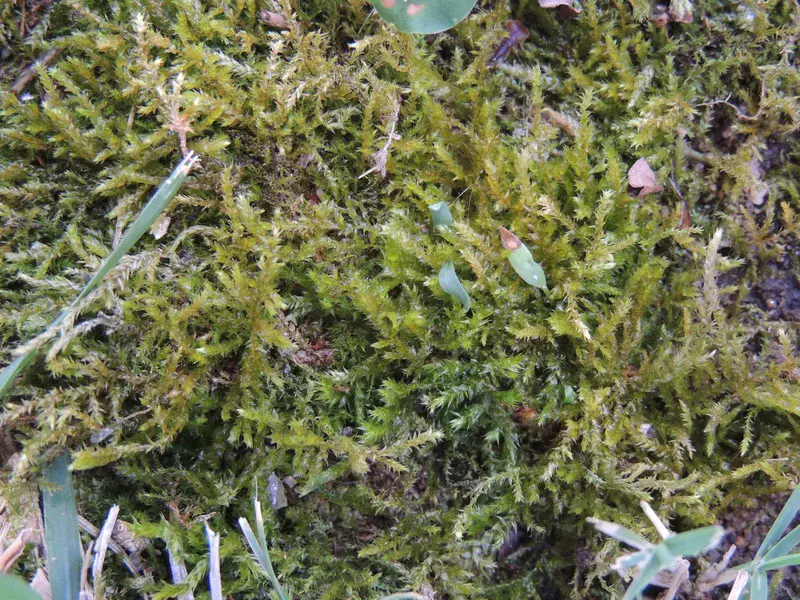 Moss on soil