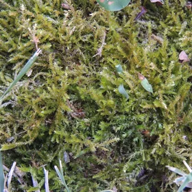 Moss on soil