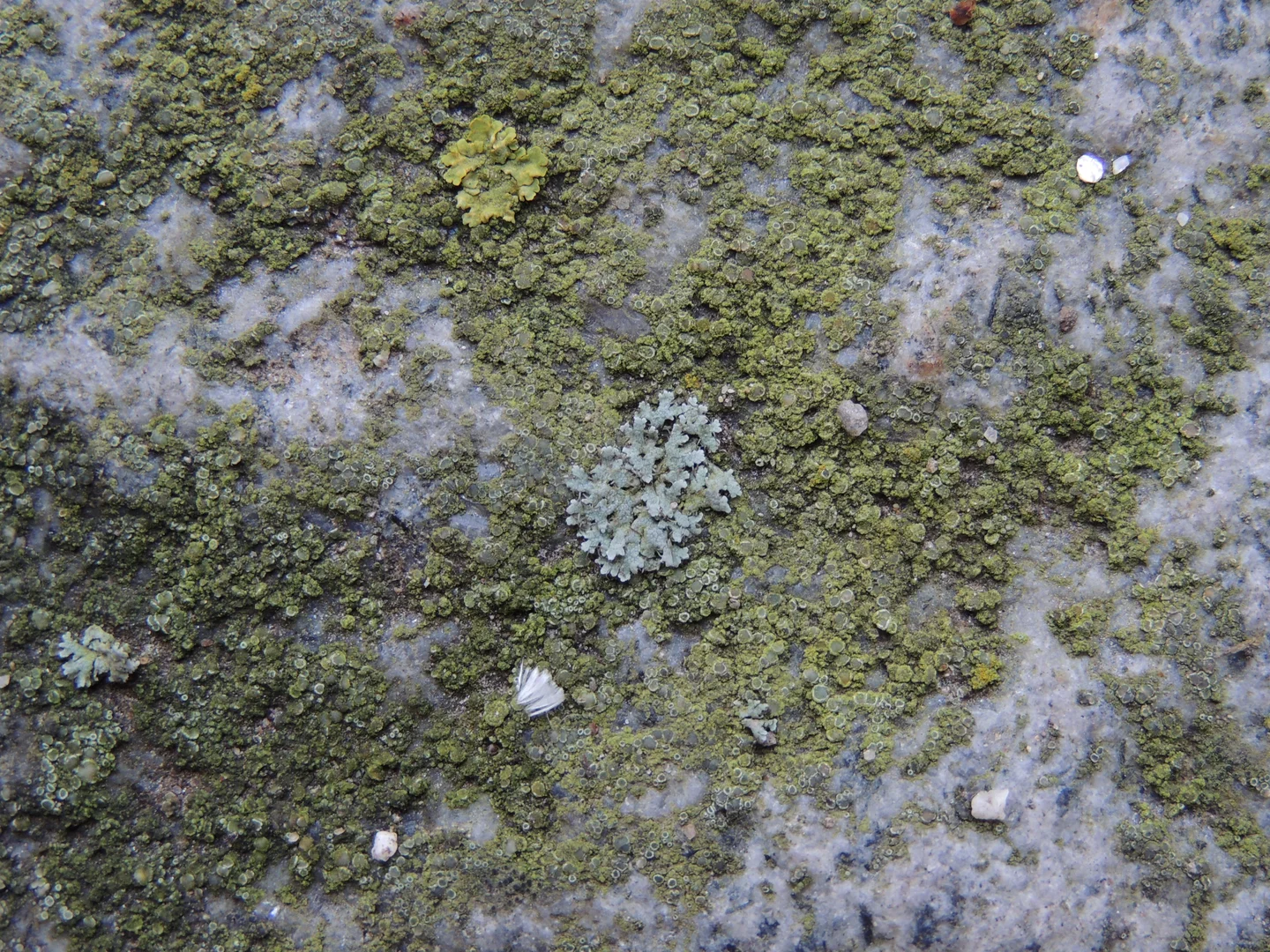 Cryptogamic cover