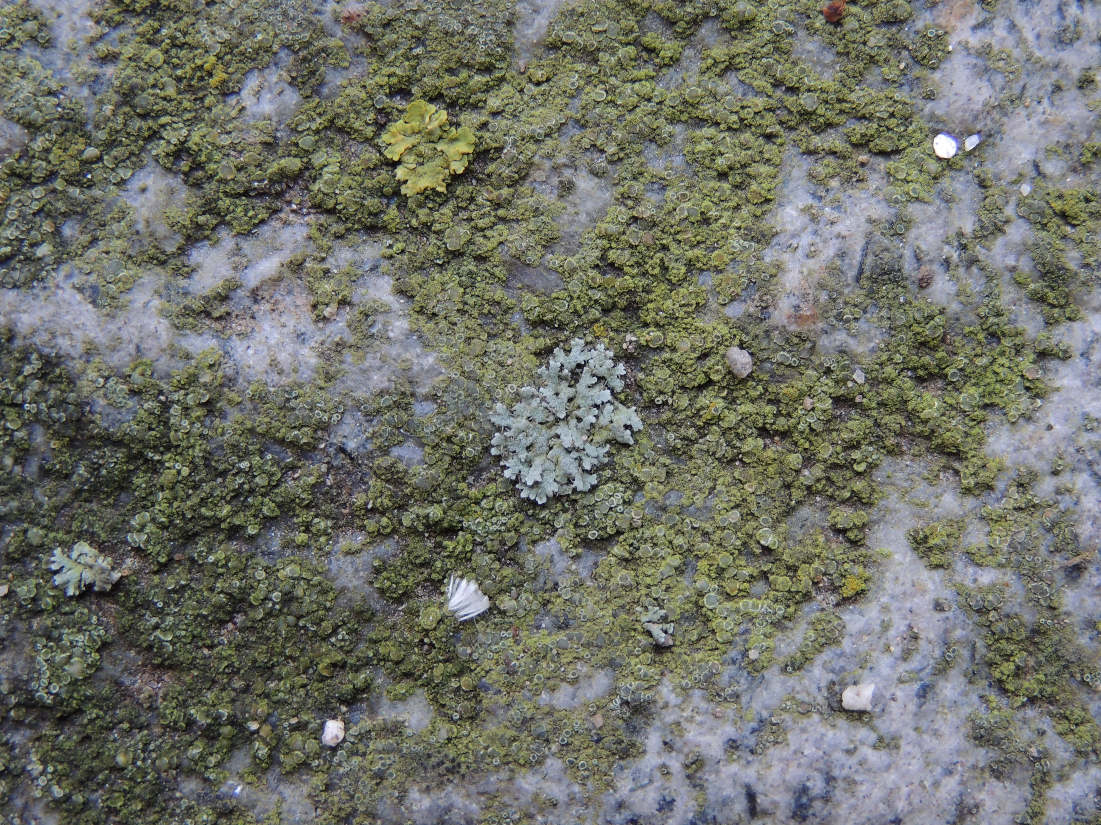 Cryptogamic cover