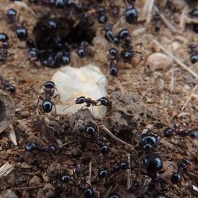 Busy ants