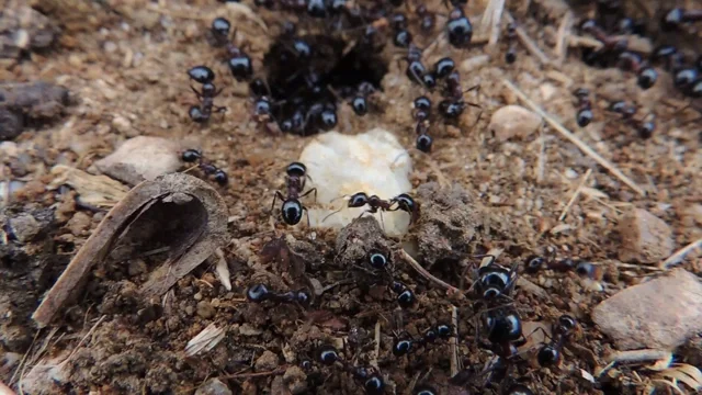 Busy ants
