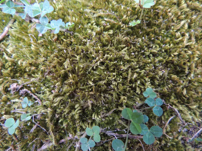 Moss on soil
