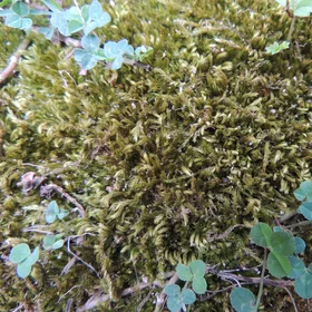 Moss on soil