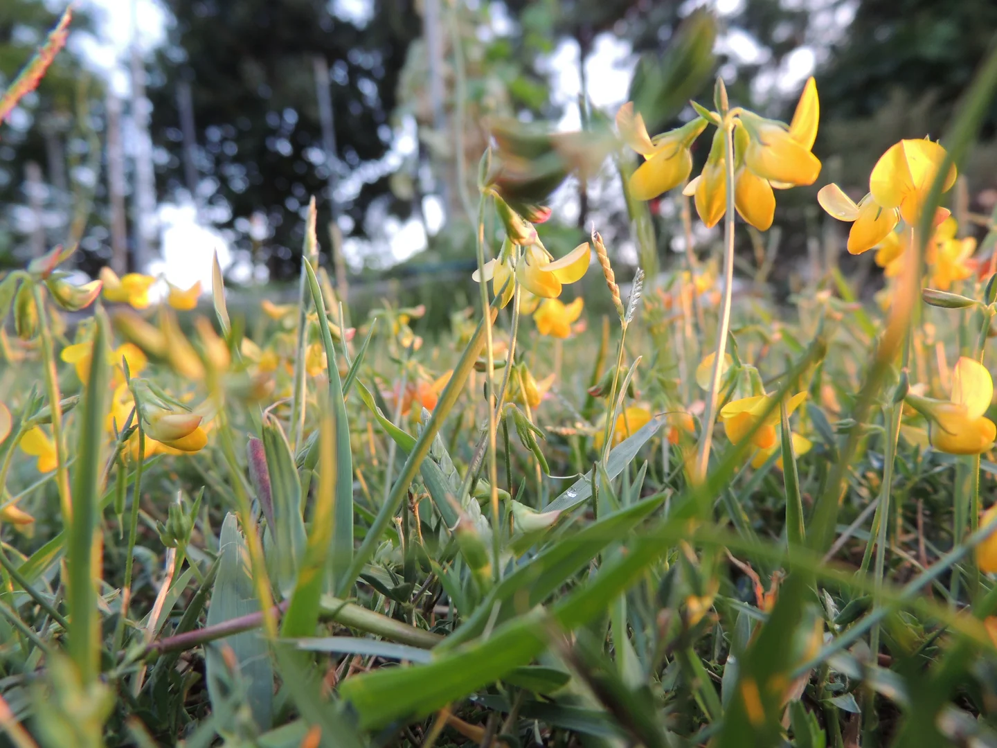 FIeld in late summer after rain
