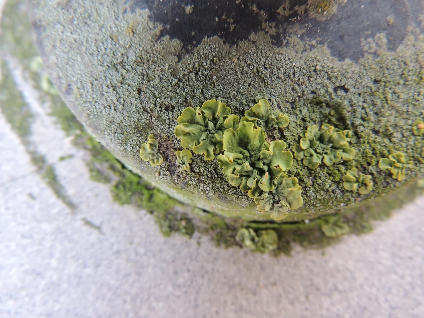 Lichen