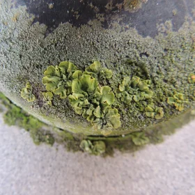 Lichen