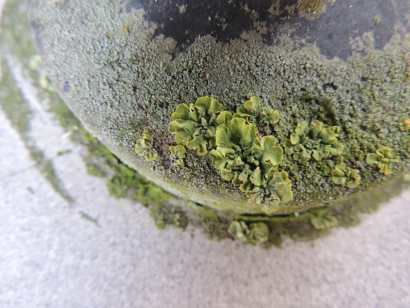 Lichen