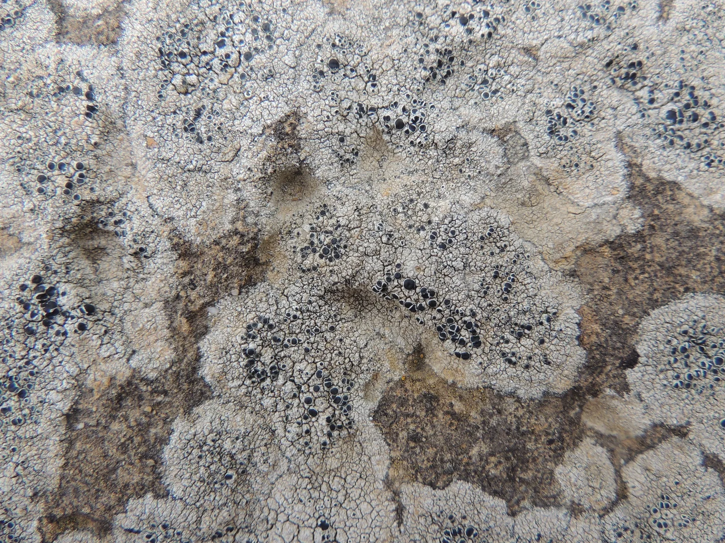 Lichen
