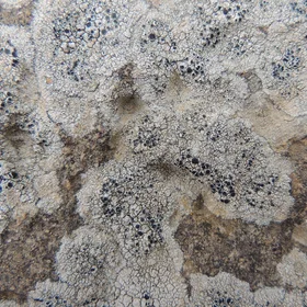 Lichen