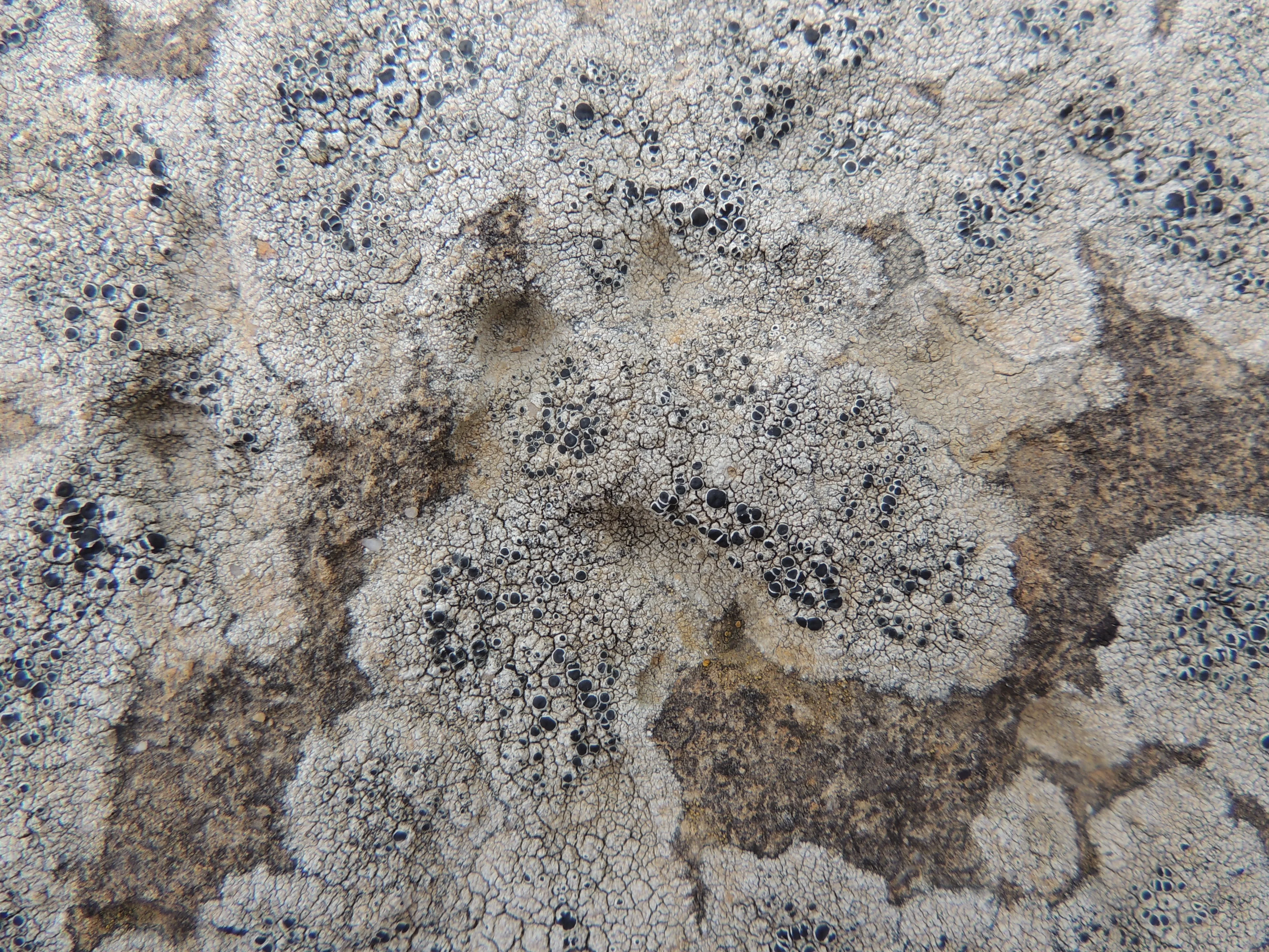 Lichen