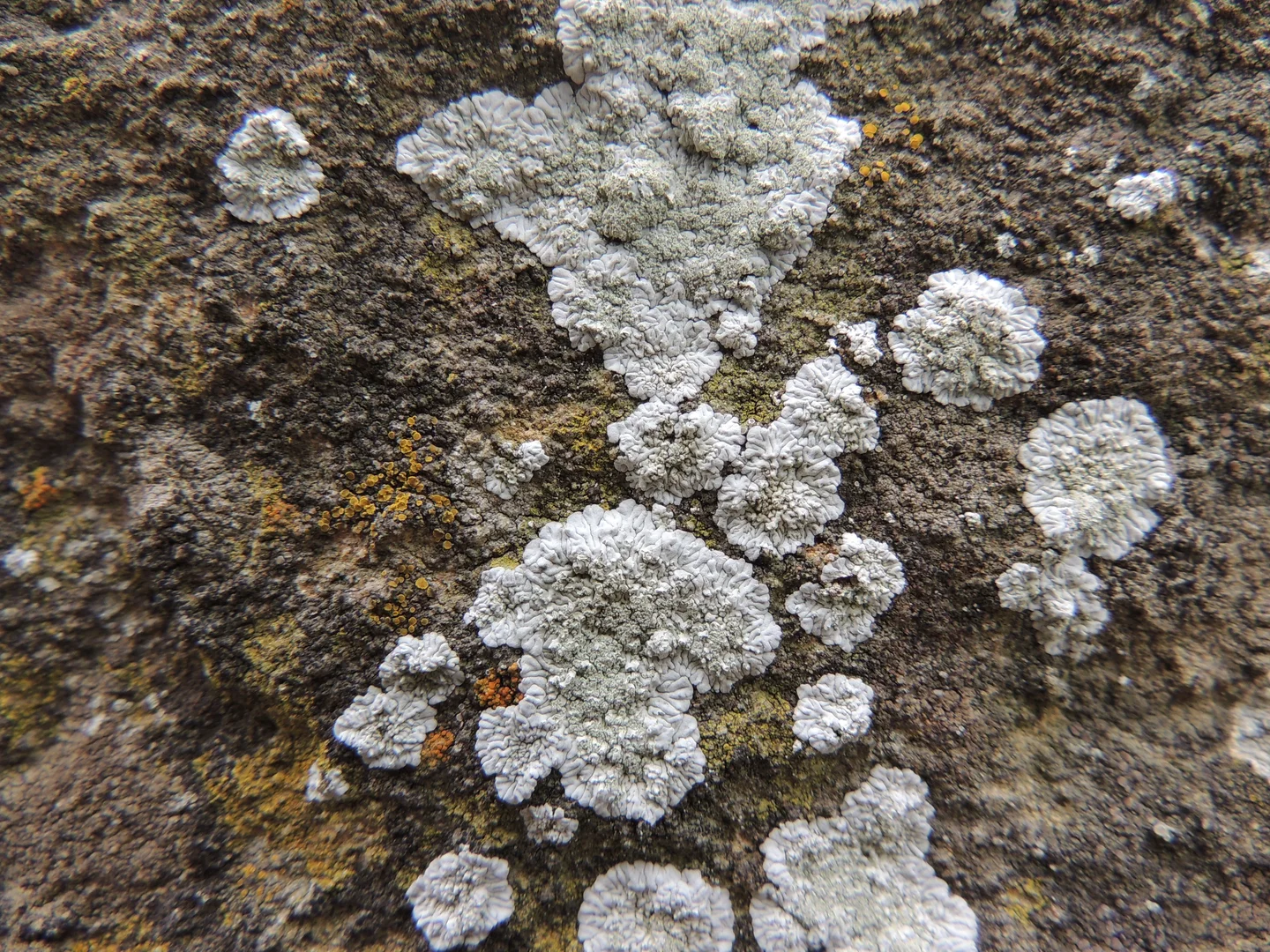 Lichens on rock
