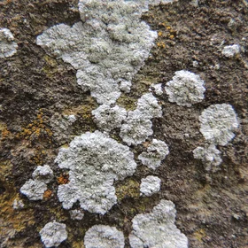Lichens on rock