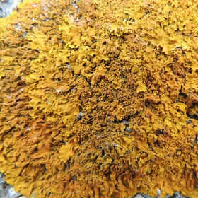 Lichen on rock