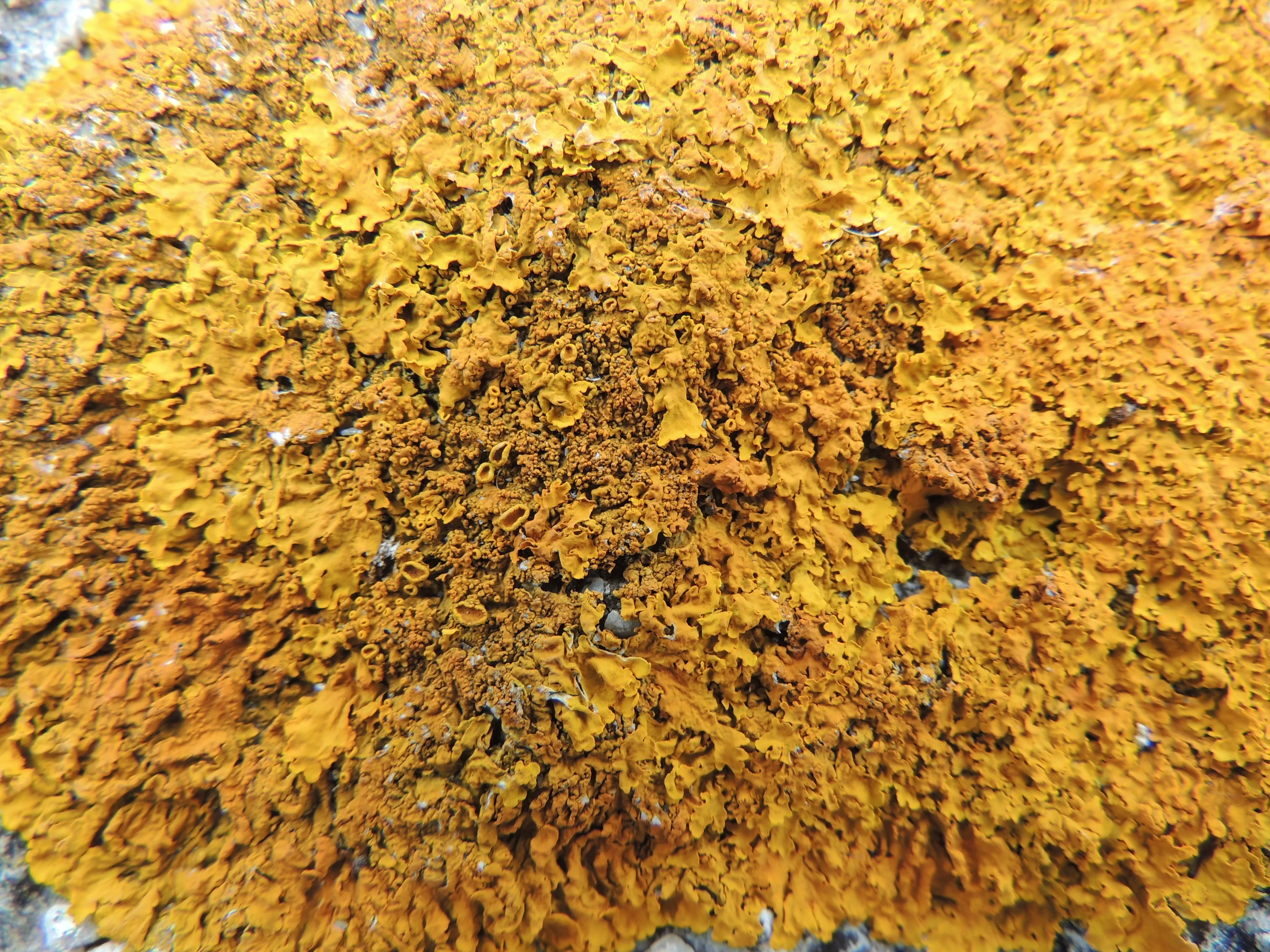Lichen on rock