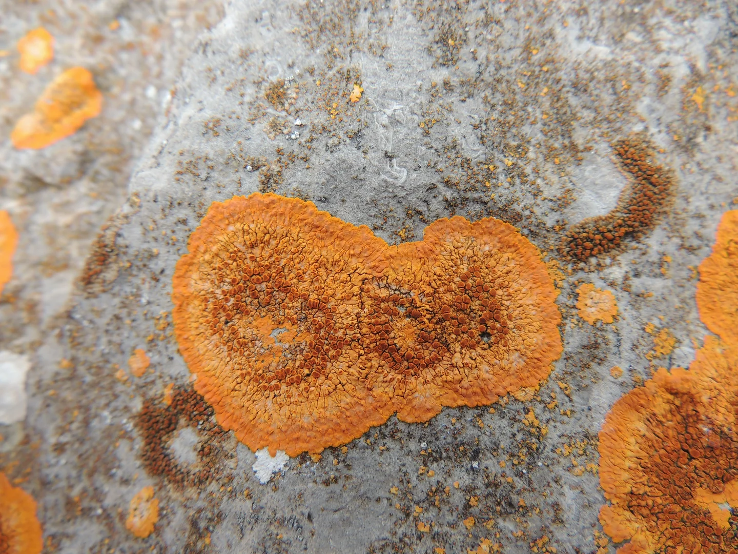Lichen on rock