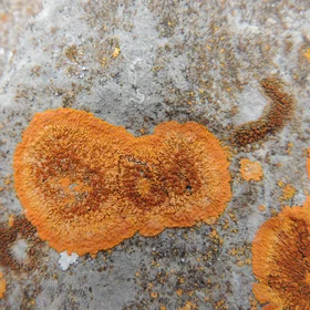 Lichen on rock