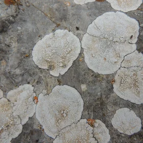 Lichens on rock
