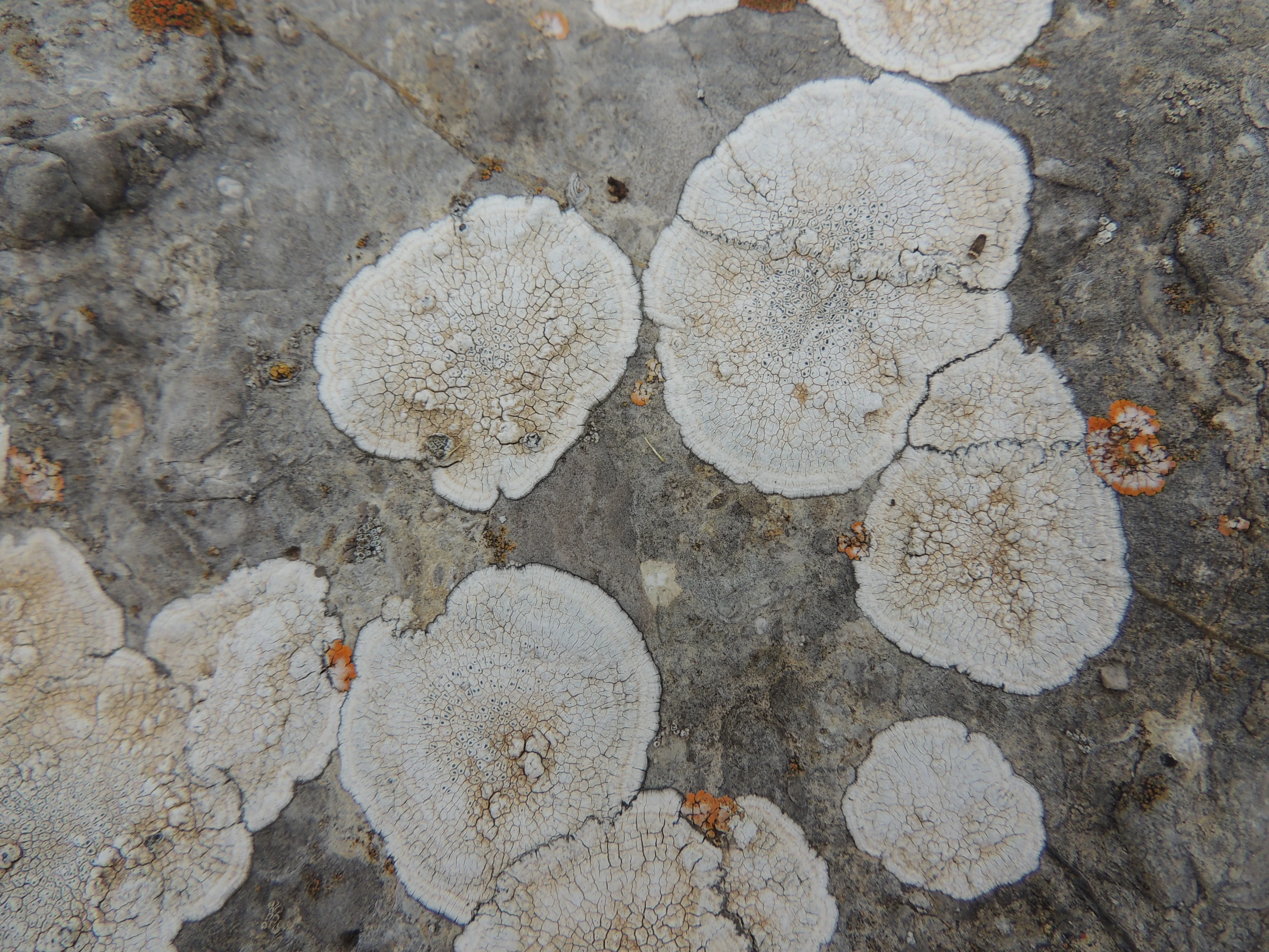 Lichens on rock