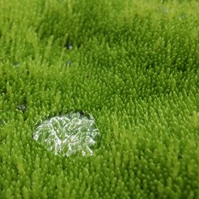Water droplet on a cushion of moss I