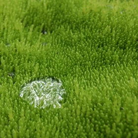 Water droplet on a cushion of moss I