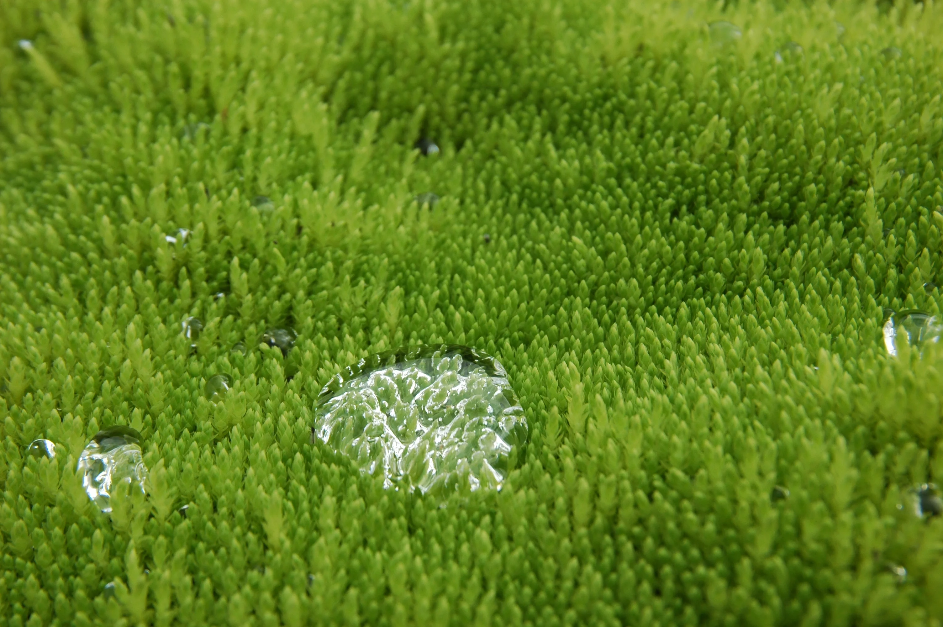 Water droplet on a cushion of moss I