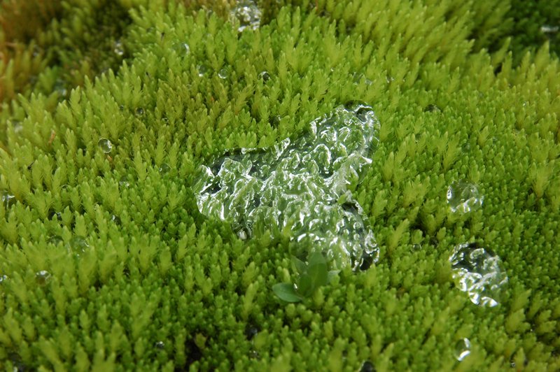Water droplet on a cushion of moss II