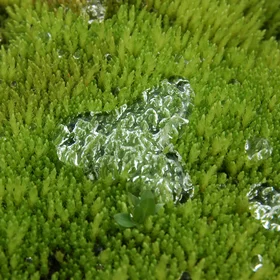 Water droplet on a cushion of moss II