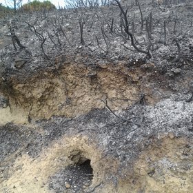 After the fire....