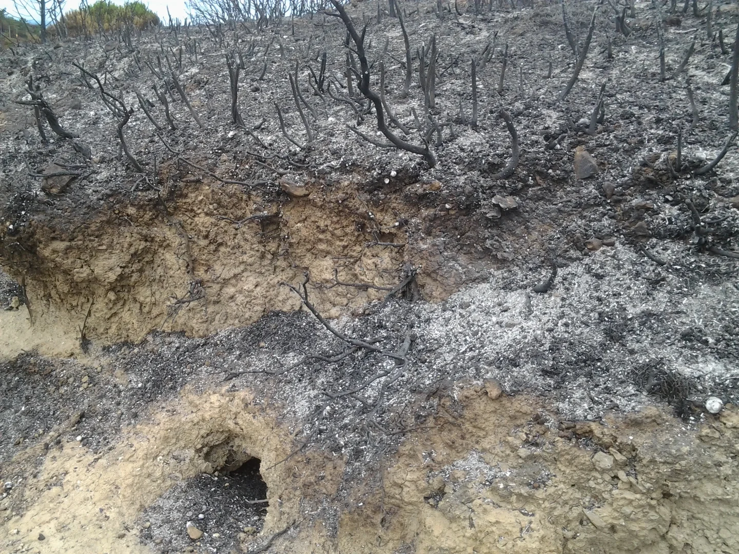 After the fire....