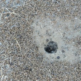 Fabulous ants work