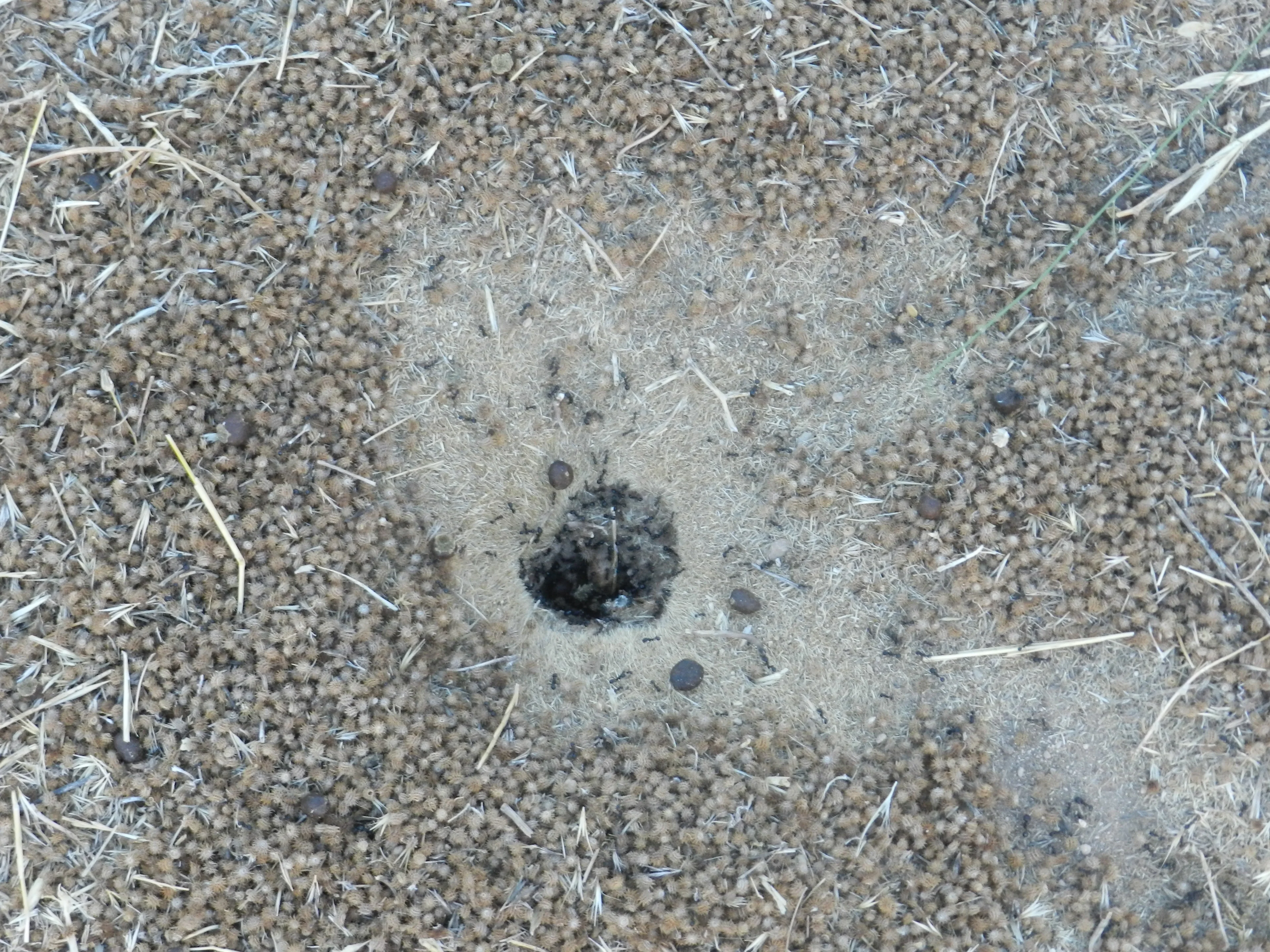 Fabulous ants work
