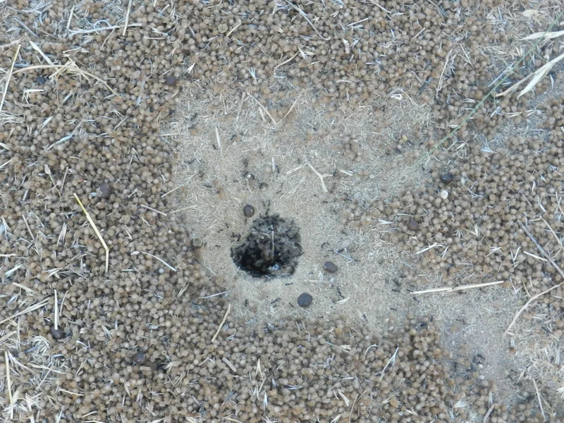 Fabulous ants work