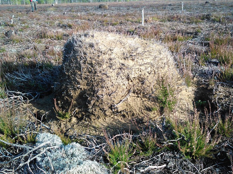 Ant nest, Dzukija National Park