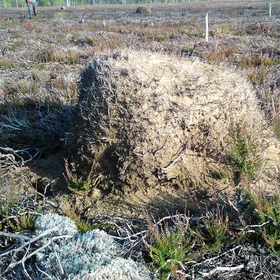 Ant nest, Dzukija National Park