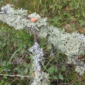 Lichens on tree trunk