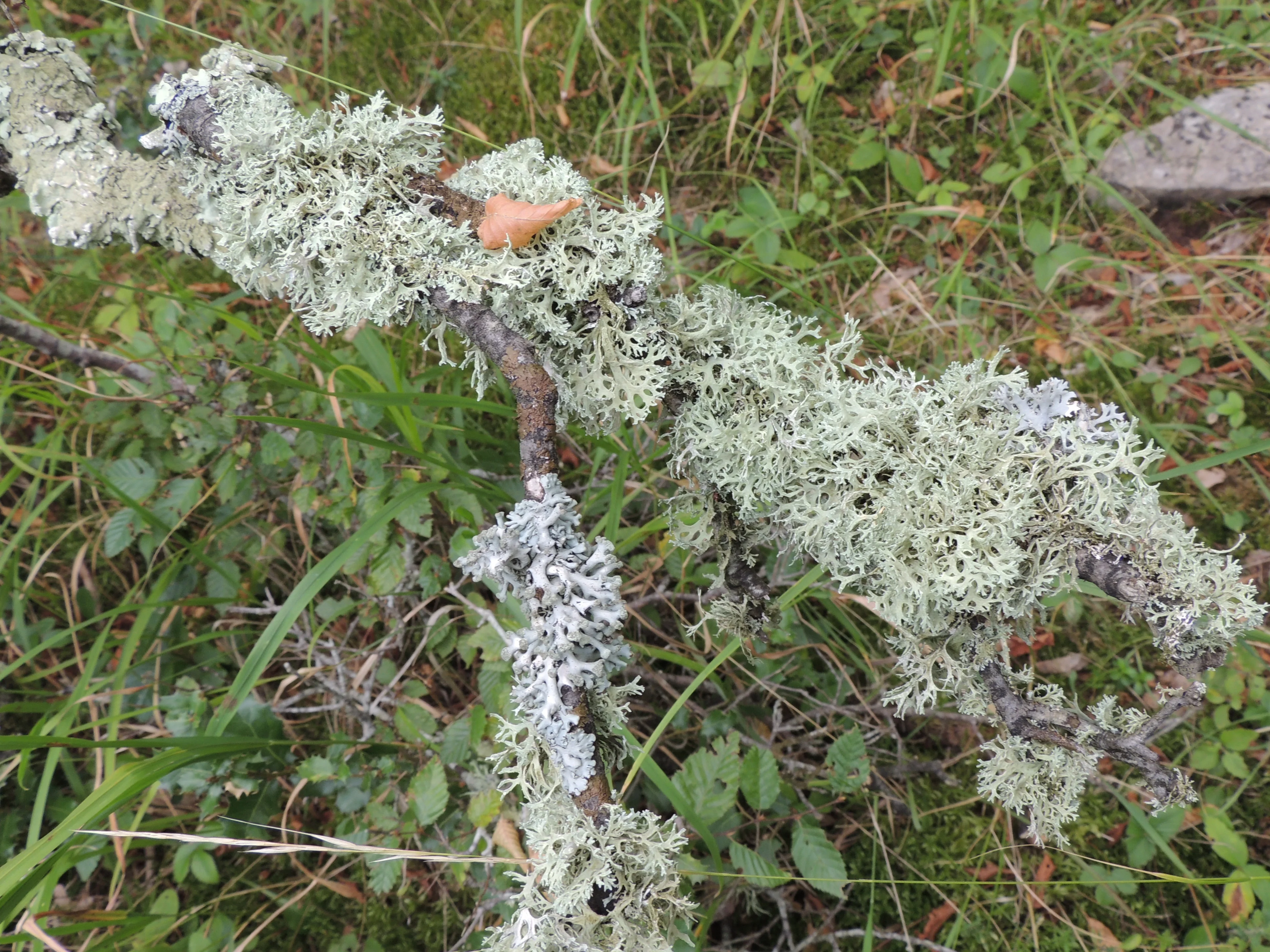 Lichens on tree trunk