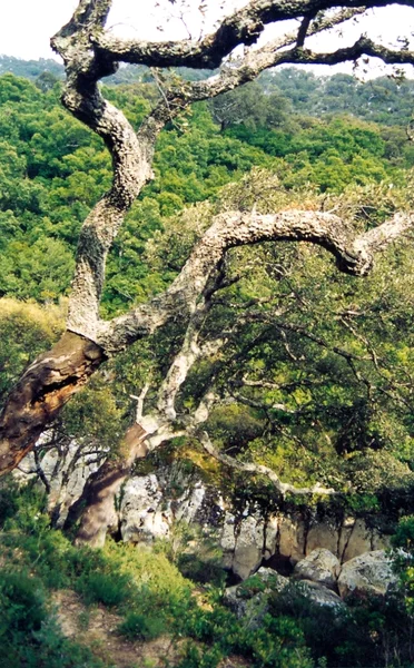 Canuto del Montero (Montero river gorge) in Los Alcornocales Natural Park, Cadiz, SW Spain