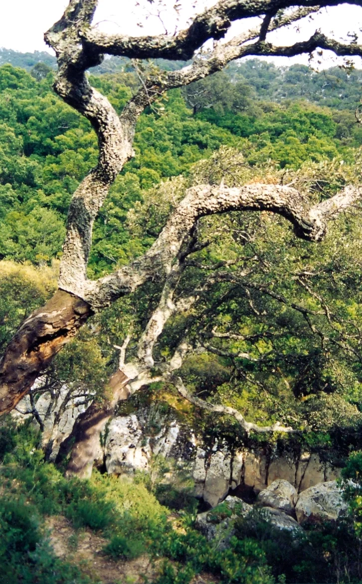 Canuto del Montero (Montero river gorge) in Los Alcornocales Natural Park, Cadiz, SW Spain