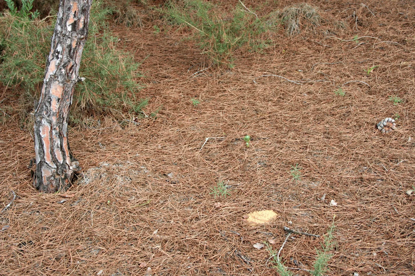 Natural mulch