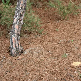 Natural mulch