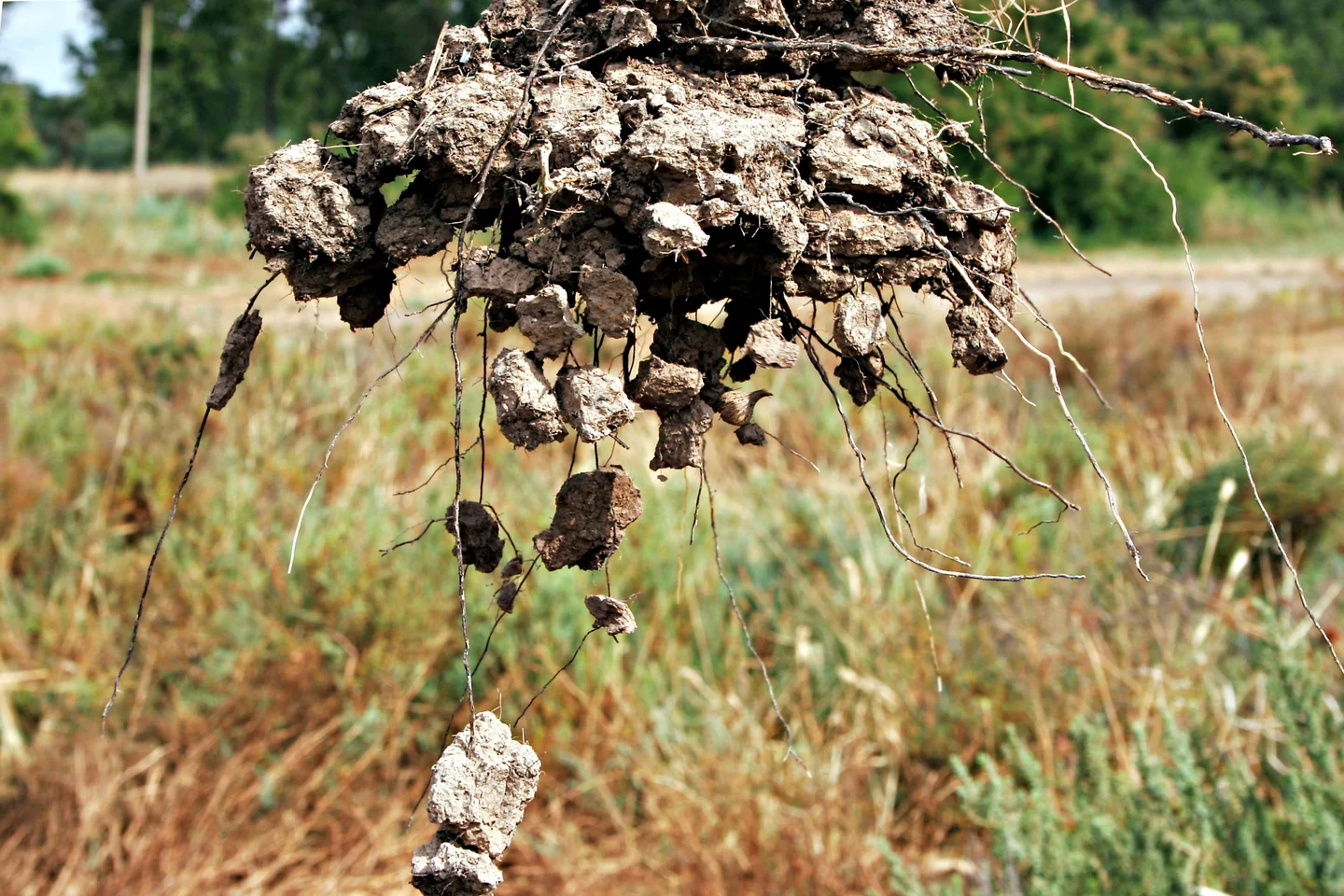 Aggregation in a reclaimed soil