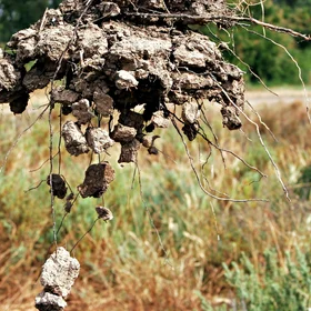 Aggregation in a reclaimed soil