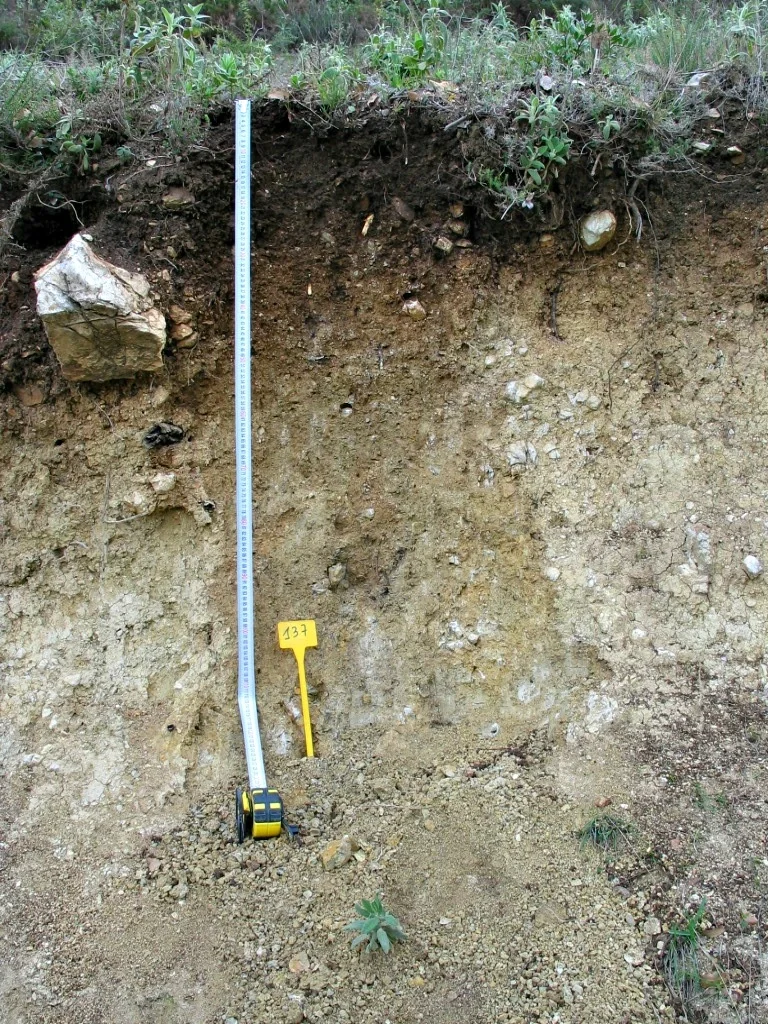 Haplic Calcisol
