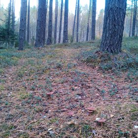 Natural mulch...in Belarus Forests