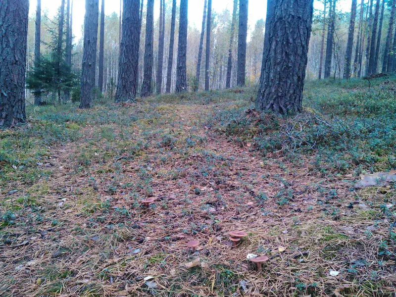 Natural mulch...in Belarus Forests